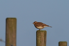 David Plant Photography - Wildlife Photographer - Skylark on post - A